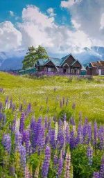 Gulmarg kashmir