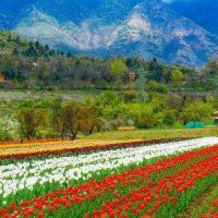 Tulip Garden kashmir